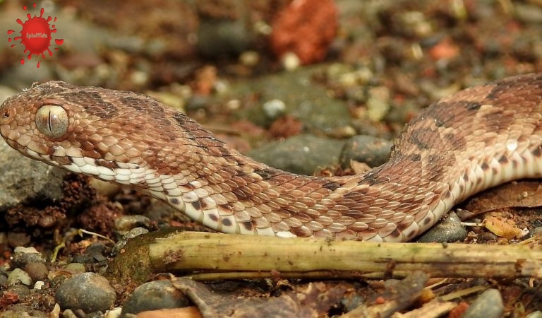 The 10 deadliest snakes in the world?