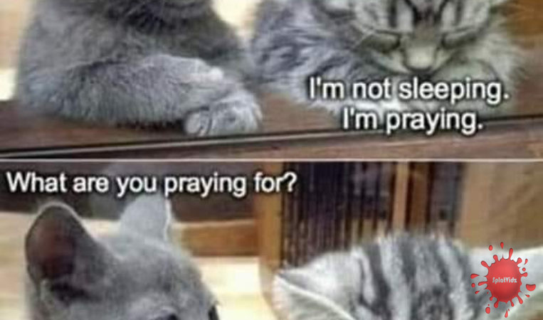 Praying Cat