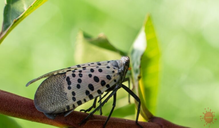 Invasion of the Spotted Lanternfly