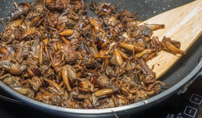Gourmet Fried Crickets
