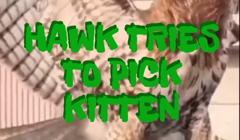 Hawk tries to grab a kitten