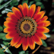 Profile picture of Junet Ford