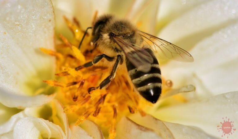 The Ecological Importance of Bees