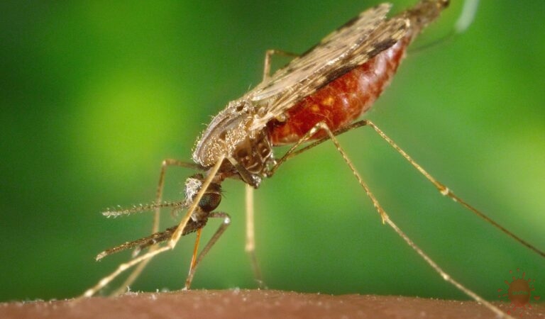 The Anopheles Mosquito