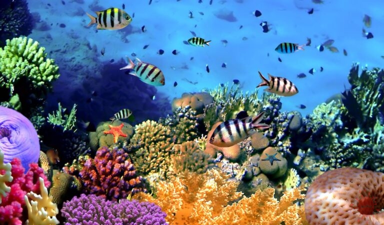 Declining Coral Reefs
