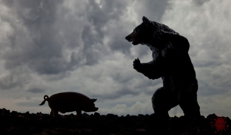 The Bear vs. Pig Showdown